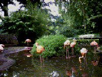 misdienaars flamingo